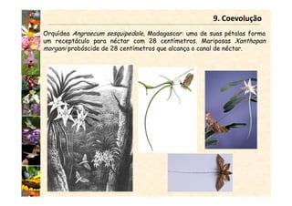 9. Coevolução
Orquídea Angraecum sesquipedale, Madagascar: uma de suas pétalas forma
um receptáculo para néctar com 28 centímetros. Mariposas Xanthopan
morgani probóscide de 28 centímetros que alcança o canal de néctar.
 
