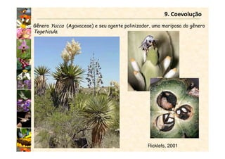 9. Coevolução
Gênero Yucca (Agavaceae) e seu agente polinizador, uma mariposa do gênero
Tegeticula.
Ricklefs, 2001
 