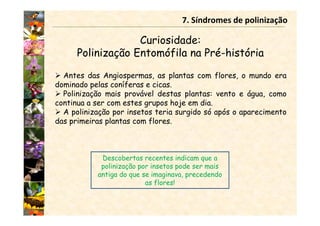 Curiosidade:
Polinização Entomófila na Pré-história
7. Síndromes de polinização
Antes das Angiospermas, as plantas com flores, o mundo era
dominado pelas coníferas e cicas.
Polinização mais provável destas plantas: vento e água, como
continua a ser com estes grupos hoje em dia.
A polinização por insetos teria surgido só após o aparecimento
das primeiras plantas com flores.
Descobertas recentes indicam que a
polinização por insetos pode ser mais
antiga do que se imaginava, precedendo
as flores!
 