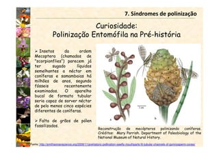 Curiosidade:
Polinização Entomófila na Pré-história
7. Síndromes de polinização
Insetos da ordem
Mecoptera (chamados de
"scorpionflies“) parecem já
ter sugado líquidos
semelhantes a néctar em
coníferas e samambaias há
milhões de anos, segundo
fósseis recentemente
examinados. O aparelho
bucal de formato tubular
seria capaz de sorver néctar
de pelo menos cinco espécies
diferentes de coníferas.
Falta de grãos de pólen
fossilizados.
Fonte: http://smithsonianscience.org/2009/11/prehistoric-pollination-sawfly-mouthparts-fit-tubular-channels-of-gymnosperm-cones/
Reconstrução de mecópteros polinizando coníferas.
Créditos: Mary Parrish. Department of Paleobiology of the
National Museum of Natural History.
 