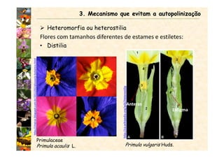 Heteromorfia ou heterostilia
Flores com tamanhos diferentes de estames e estiletes:
• Distilia
3. Mecanismo que evitam a autopolinização
Primulaceae
Primula acaulis L.
http://cheirar.blogspot.com.br/2012/02/glossario-botanico.html
Anteras
Estigma
Primula vulgaris Huds.
http://ca.wikipedia.org/wiki/Heterostilia
 
