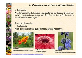 Dicogamia
Amadurecimento dos órgãos reprodutores em épocas diferentes,
ou seja, separação no tempo das funções de liberação do pólen e
receptividade do estigma.
Tipos de dicogamia:
• Protandria
Pólen disponível antes que o gineceu esteja receptivo.
Fabaceae
Caesalpinia pulcherrima (L.)Sw. Asteraceae
Gerbera hybrida
Lamiaceae
Plechtranthus barbatus Andrews
3. Mecanismo que evitam a autopolinização
http://www.ebah.com.br/content/ABAAAelggAF/sindromes-florais
 