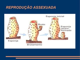 REPRODUÇÃO ASSEXUADA 