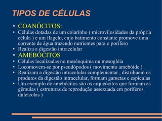 TIPOS DE CÉLULAS COANÓCITOS: Células dotadas de um colarinho ( microvilosidades da própria célula ) e um flagelo, cujo batimento constante promove uma corrente de água trazendo nutrientes para o porífero Realiza a digestão intracelular AMEBÓCITOS Células localizadas no mesênquima ou mesogléia Locomovem-se por pseudópodos ( movimento amebóide ) Realizam a digestão intracelular complementar , distribuem os produtos da digestão intracelular, formam gametas e espículas  Um exemplo de amebócitos são os arqueócitos que formam as gêmulas ( estruturas de reprodução assexuada em poríferos dulcícolas )  