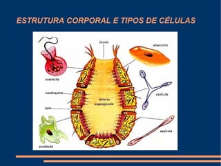 ESTRUTURA CORPORAL E TIPOS DE CÉLULAS 