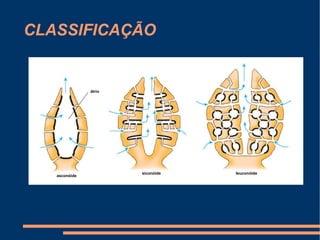 CLASSIFICAÇÃO átrio asconóide siconóide leuconóide 