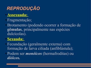 REPRODUÇÃO Assexuada:  Fragmentação; Brotamento (podendo ocorrer a formação de  gêmulas , principalmente nas espécies dulcícolas). Sexuada:  Fecundação (geralmente externa) com formação de larva ciliada (anfiblástula); Podem ser  monóicos  (hermafroditas) ou  dióicos. 