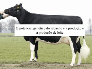 O potencial genético do rebanho e a produção e
a produção de leite
 