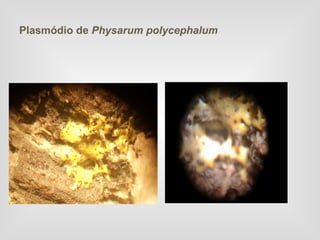 Plasmódio de Physarum polycephalum
 