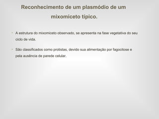 Reconhecimento de um plasmódio de um
                        mixomiceto típico.

• A estrutura do mixomiceto observado, se apresenta na fase vegetativa do seu
  ciclo de vida.

• São classificados como protistas, devido sua alimentação por fagocitose e
  pela ausência de parede celular.
 