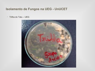 Isolamento de Fungos na UEG - UnUCET

• Trilha do Tatu – UEG
 