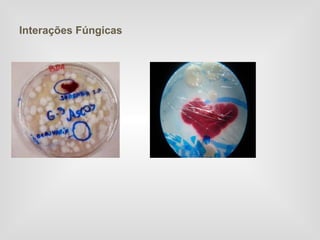 Interações Fúngicas
 