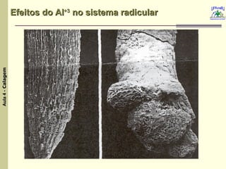 Efeitos do Al +3  no sistema radicular   