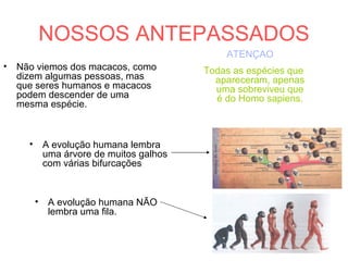 NOSSOS ANTEPASSADOS
• Não viemos dos macacos, como
dizem algumas pessoas, mas
que seres humanos e macacos
podem descender de uma
mesma espécie.
• A evolução humana lembra
uma árvore de muitos galhos
com várias bifurcações
• A evolução humana NÃO
lembra uma fila.
ATENÇÃO
Todas as espécies que
apareceram, apenas
uma sobreviveu que
é do Homo sapiens.
 