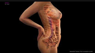 Alexander Tsiaras From conception to birth
 