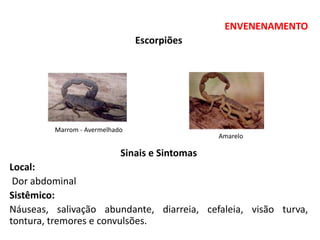 ENVENENAMENTO
Escorpiões
Sinais e Sintomas
Local:
Dor abdominal
Sistêmico:
Náuseas, salivação abundante, diarreia, cefaleia, visão turva,
tontura, tremores e convulsões.
Marrom - Avermelhado
Amarelo
 