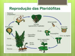 Reprodução das Pteridófitas
 