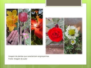 Imagem de plantas que caracterizam angiospermas
Fonte: Imagem do autor
 