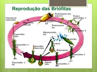 Reprodução das Briófitas
 