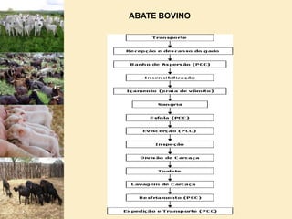 OBEDIÊNCIA  AO TEMPO REGULAMENTAR  DE DESCANSO DOS ANIMAIS SOB DIETA HÍDRICA. BOXE DE ATORDOAMENTO EQUIPADO COM PISTOLA  DE AR COMPRIMIDO  PARA  ABATE HUMANITÁRIO.