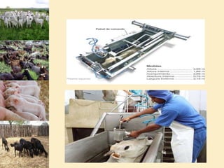  INCIDÊNCIA DE PERFURAÇÃO DE VÍSCERAS E DESCRIÇÃO DE PROVIDÊNCIAS PARA QUANDO ISSO OCORRER.TEMPO DE PERMANÊNCIA DE CORTES CÁRNEOS, RETALHOS, APARAS DE GORDURA E OSSOS NA SALA DE DESOSSA.