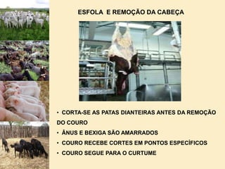  ESCOAMENTO E TRATAMENTO DE RESÍDUOS E EFLUENTES DEVIDAMENTE APROVADOS PELO ÓRGÃO OFICIAL RESPONSÁVELFRIGORÍFICOS  DOIS TIPOS: ABATEM OS ANIMAIS