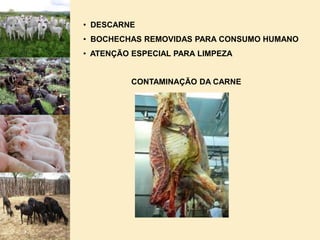  COMPRAM DE OUTRO PARA O PROCESSAMENTOGRAXARIASPROCESSAM SUBPRODUTOS  SANGUE