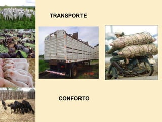 EMBARQUE E TRANSPORTE DE GADO PARA ABATEEMBARCADOURO CONFORTO