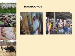  TRATAMENTO HUMANITÁRIO DO  GADO