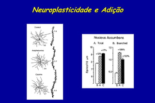 Neuroplasticidade e Adição
 
