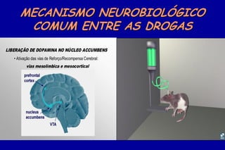 MECANISMO NEUROBIOLÓGICO
       COMUM ENTRE AS DROGAS
LIBERAÇÃO DE DOPAMINA NO NÚCLEO ACCUMBENS
   • Ativação das vias de Reforço/Recompensa Cerebral:
          vias mesolímbica e mesocortical
 