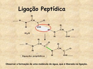 Ligação Peptídica Observar a formação de uma molécula de água, que é liberada na ligação. 