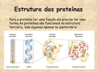 Estrutura das proteínas Para a proteína ter uma função ela precisa ter uma forma.As proteínas são funcionais na estrutura terciária, mas algumas apenas na quaternária. 