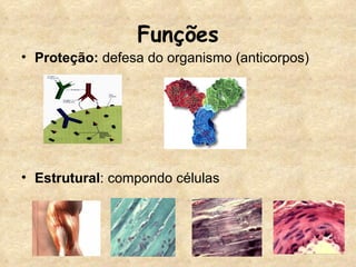 Funções Proteção:  defesa do organismo (anticorpos) Estrutural : compondo células 