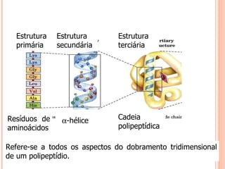 Estrutura primária Estrutura secundária Estrutura terciária Resíduos de aminoácidos  -hélice Cadeia polipeptídica Refere-se a todos os aspectos do dobramento tridimensional de um polipeptídio. 
