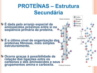 PROTEÍNAS – Estrutura Secundária É dada pelo arranjo espacial de aminoácidos próximos entre si na seqüência primária da proteína. É o último nível de organização das proteínas fibrosas, mais simples estruturalmente. Ocorre graças à possibilidade de rotação das ligações entre os carbonos e dos aminoácidos e seus grupamentos amina e carboxila.  