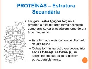 PROTEÍNAS – Estrutura Secundária Em geral, estas ligações forçam a proteína a assumir uma forma helicoidal, como uma corda enrolada em torno de um tubo imaginário.  Esta forma, a mais comum, é chamado de alfa hélice.  Outras formas na estrutura secundária são as folhas- β . As folhas-  β , um segmento da cadeia interage com outro, paralelamente. 