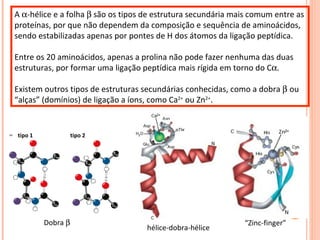 Dobra   A   -hélice e a folha    são os tipos de estrutura secundária mais comum entre as proteínas, por que não dependem da composição e sequência de aminoácidos, sendo estabilizadas apenas por pontes de H dos átomos da ligação peptídica.  Entre os 20 aminoácidos, apenas a prolina não pode fazer nenhuma das duas estruturas, por formar uma ligação peptídica mais rígida em torno do C  Existem outros tipos de estruturas secundárias conhecidas, como a dobra   ou “alças” (domínios) de ligação a íons, como Ca 2+  ou Zn 2+ .  hélice-dobra-hélice “ Zinc-finger” tipo 1  tipo 2 