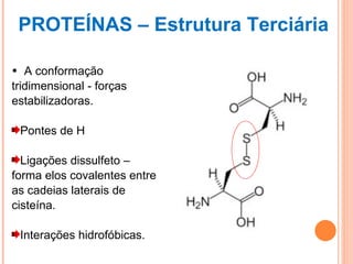 PROTEÍNAS – Estrutura Terciária A conformação  tridimensional - forças estabilizadoras. Pontes de H Ligações dissulfeto – forma elos covalentes entre as cadeias laterais de cisteína. Interações hidrofóbicas. 