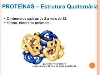 PROTEÍNAS – Estrutura Quaternária O número de cadeias de 2 a mais de 12. dímero, trímero ou tetrâmero . 