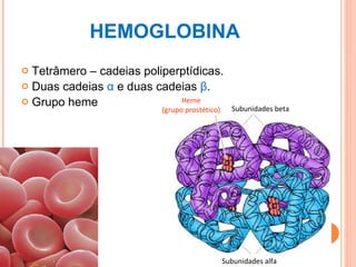 HEMOGLOBINA Tetrâmero – cadeias poliperptídicas. Duas cadeias  α  e duas cadeias  β . Grupo heme Subunidades alfa Subunidades beta Heme (grupo prostético)‏ 