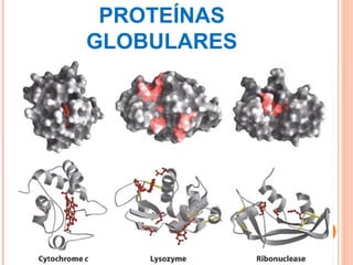 PROTEÍNAS GLOBULARES 
