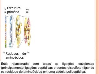Estrutura primária Resíduos de aminoácidos Está relacionada com todas as ligações covalentes (principalmente ligações peptídicas e pontes dissulfeto) ligando os resíduos de aminoácidos em uma cadeia polipeptídica. 
