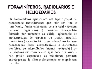 Os foraminíferos apresentam um tipo especial de
pseudópode (reticulópode) que, por ser fino e
ramificado, forma uma trama com a qual capturam
pequenos organismos. ‡ possuem exoesqueleto
formado por carbonato de cálcio, aglutinação de
areia,espículas de esponjas ou outros materiais
inorgânicos.‡ os radiolários e os heliozoários formam
pseudópodes finos, eretos,flexíveis e sustentados
por feixes de microtúbulos internos (axópode).‡ os
heliozoários são comum sem água doce e a maioria
não possui esqueleto.‡ os radiolários possuem
endoesqueleto de sílica e são comuns no zooplâncton
marinho.
 