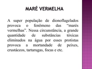 A super população de dionoflagelados
provoca o fenômeno das “marés
vermelhas”. Nessa circunstância, a grande
quantidade      de   substâncias     tóxicas
eliminados na água por esses protistas
provoca a mortandade de peixes,
crustáceos, tartarugas, focas e etc.
 