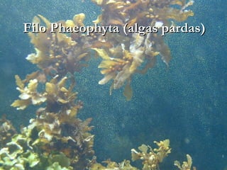 Filo Phaeophyta (algas pardas)
 