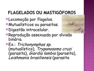  Locomoção   por flagelos.
 Mutualísticos ou parasitas.
 Digestão intracelular.
 Reprodução assexuada por divisão
  binária.
 Ex.: Trichonymphas sp.
  (mutualístico), Trypanosoma cruzi
  (parasita), Giardia lambia (parasita),
  Leishmania brasiliensis (parasita
 