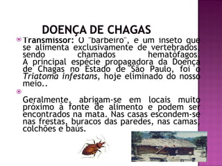  Transmissor:    O "barbeiro", é um inseto que
    se alimenta exclusivamente de vertebrados,
    sendo        chamados          hematófagos.
    A principal espécie propagadora da Doença
    de Chagas no Estado de São Paulo, foi o
    Triatoma infestans, hoje eliminado do nosso
    meio..

    Geralmente, abrigam-se em locais muito
    próximo à fonte de alimento e podem ser
    encontrados na mata. Nas casas escondem-se
    nas frestas, buracos das paredes, nas camas,
    colchões e baús.
 