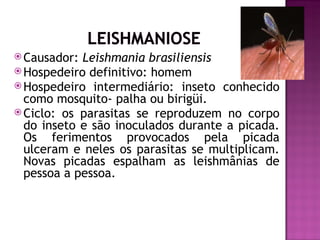  Causador: Leishmania brasiliensis
 Hospedeiro definitivo: homem
 Hospedeiro intermediário: inseto conhecido
  como mosquito- palha ou birigüi.
 Ciclo: os parasitas se reproduzem no corpo
  do inseto e são inoculados durante a picada.
  Os ferimentos provocados pela picada
  ulceram e neles os parasitas se multiplicam.
  Novas picadas espalham as leishmânias de
  pessoa a pessoa.
 