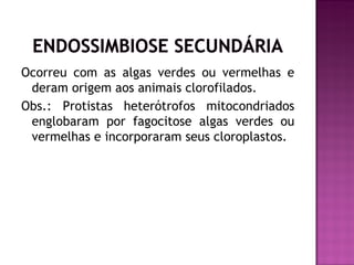 Ocorreu com as algas verdes ou vermelhas e
 deram origem aos animais clorofilados.
Obs.: Protistas heterótrofos mitocondriados
 englobaram por fagocitose algas verdes ou
 vermelhas e incorporaram seus cloroplastos.
 
